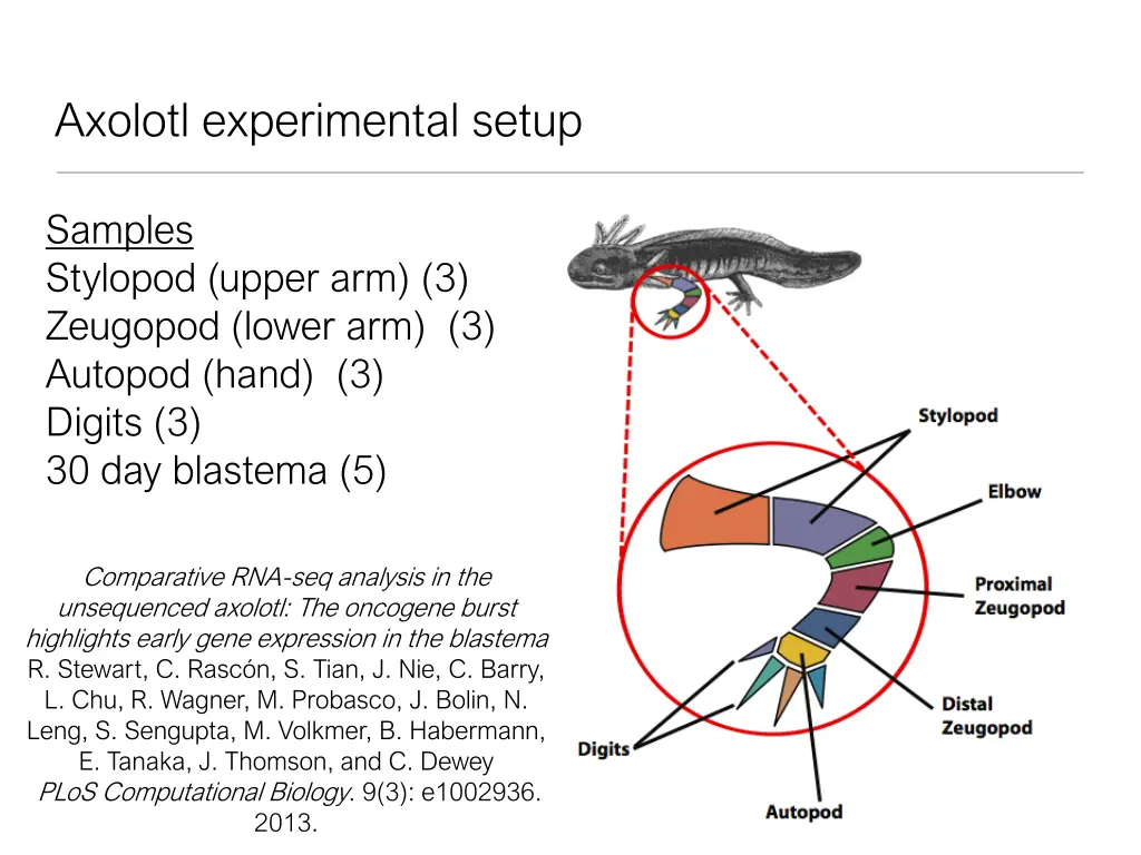 axolotl experimental setup