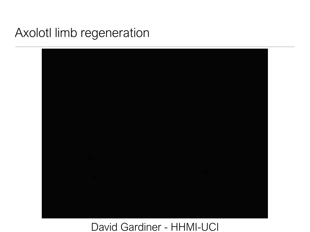 axolotl limb regeneration