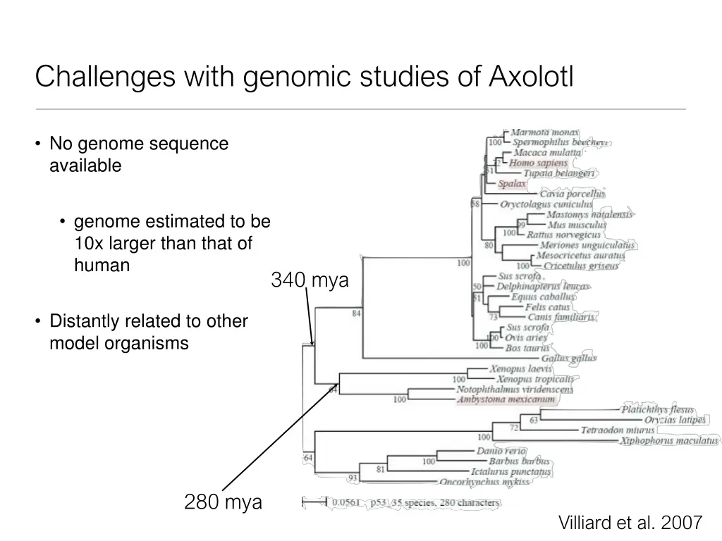 challenges with genomic studies of axolotl