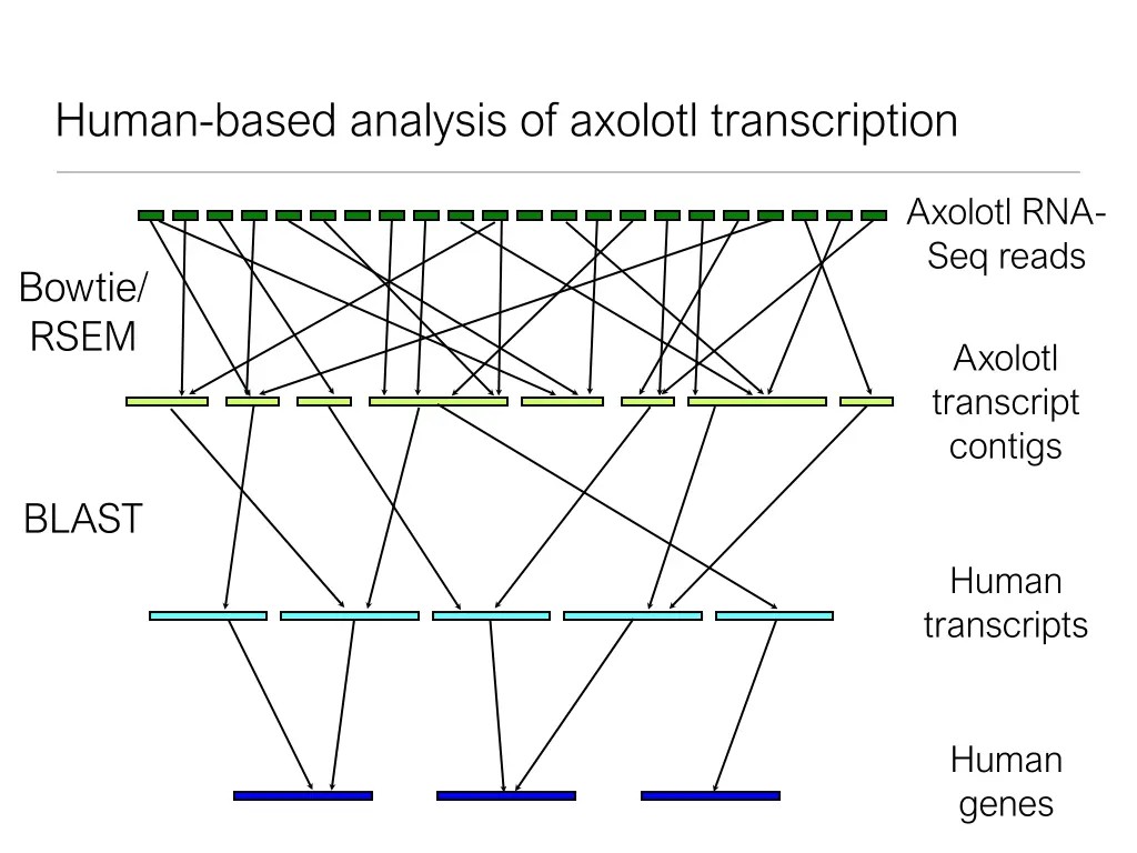 human based analysis of axolotl transcription