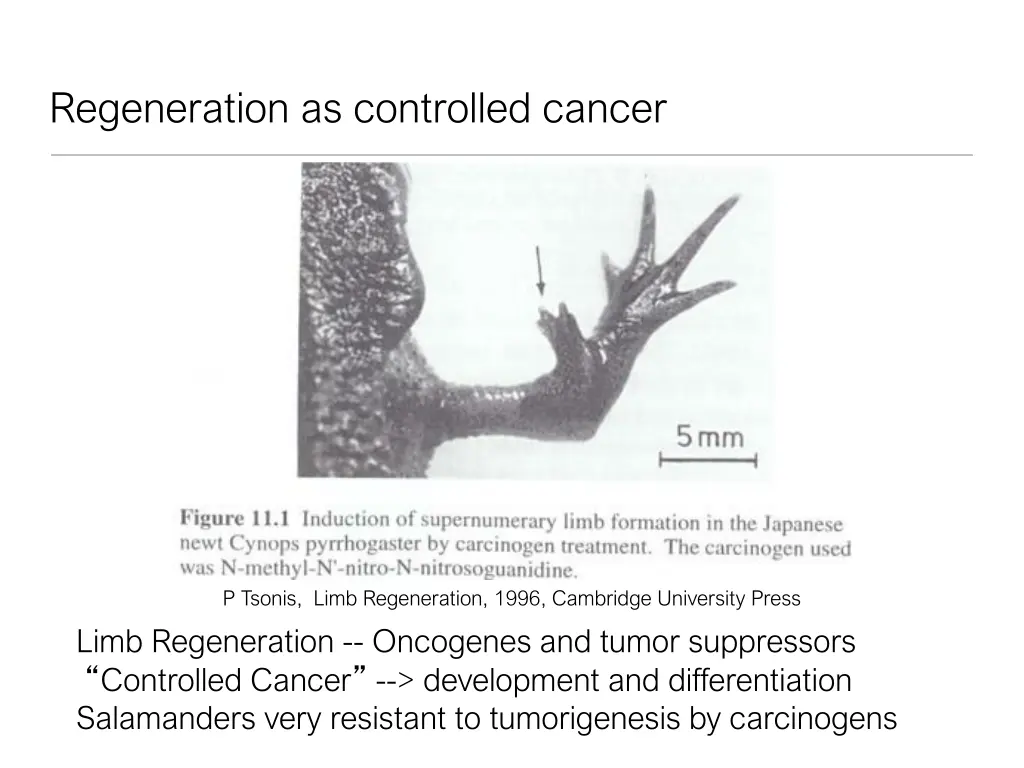 regeneration as controlled cancer