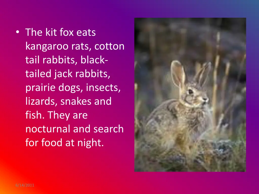 the kit fox eats kangaroo rats cotton tail