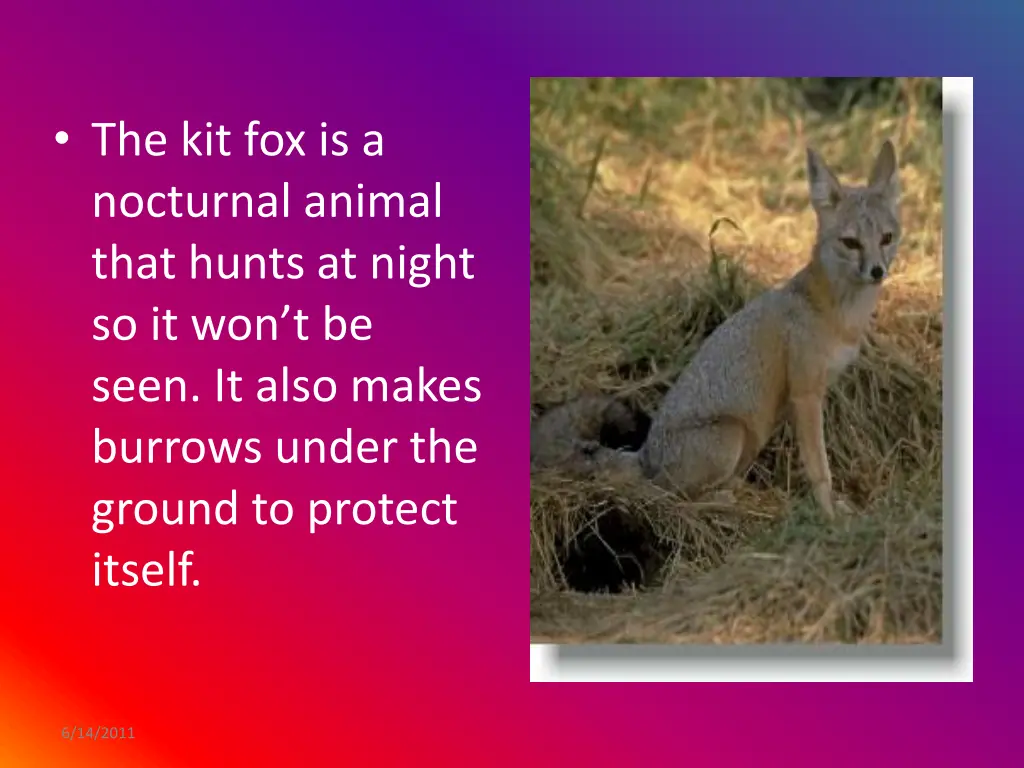 the kit fox is a nocturnal animal that hunts