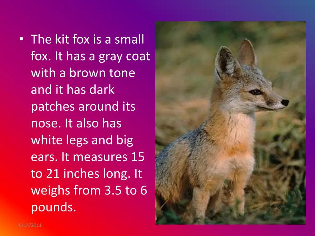 the kit fox is a small fox it has a gray coat