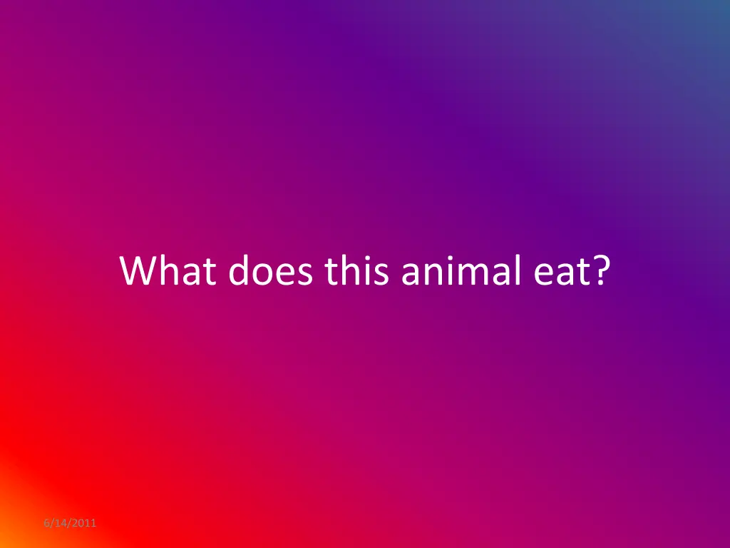 what does this animal eat