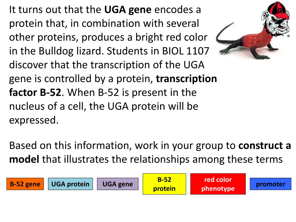 it turns out that the uga gene encodes a protein