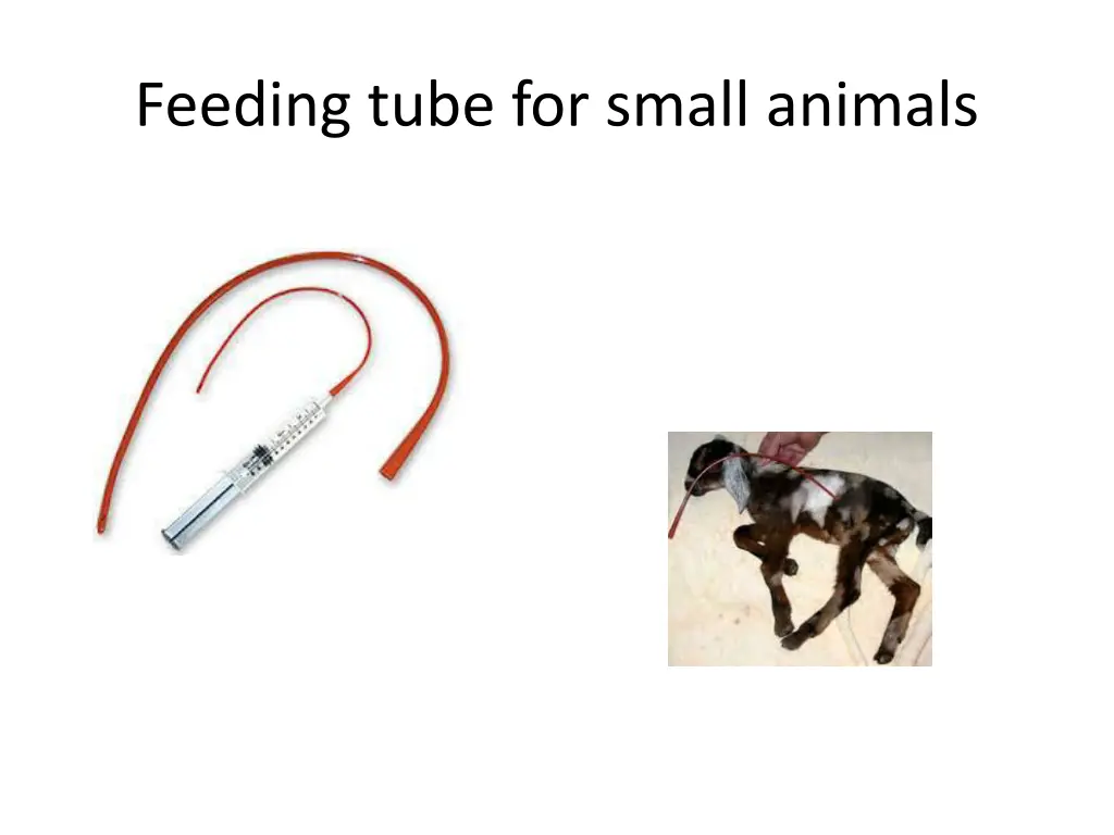 feeding tube for small animals
