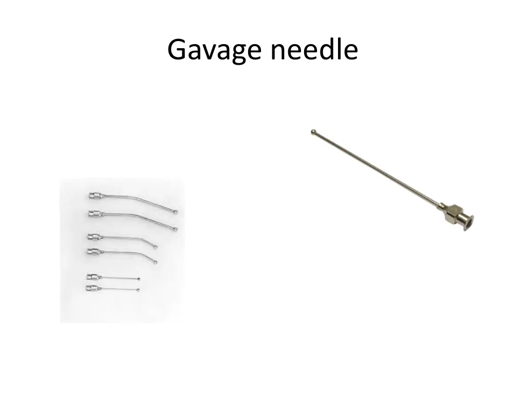 gavage needle