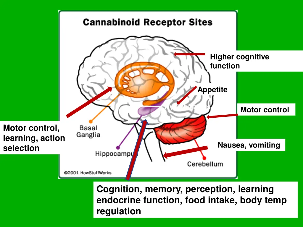 cerebral cortex