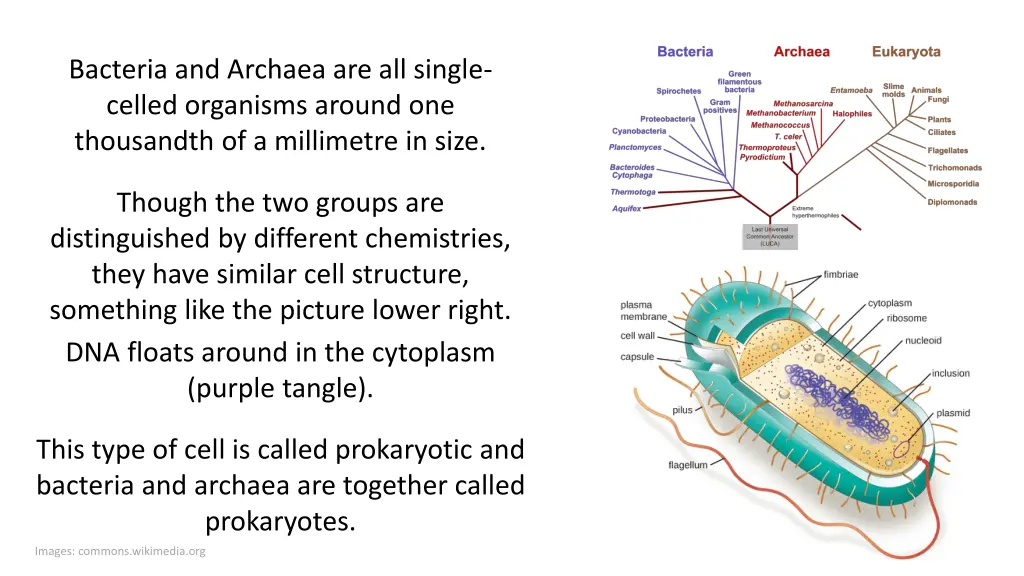 bacteria and archaea are all single celled