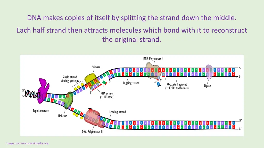 dna makes copies of itself by splitting