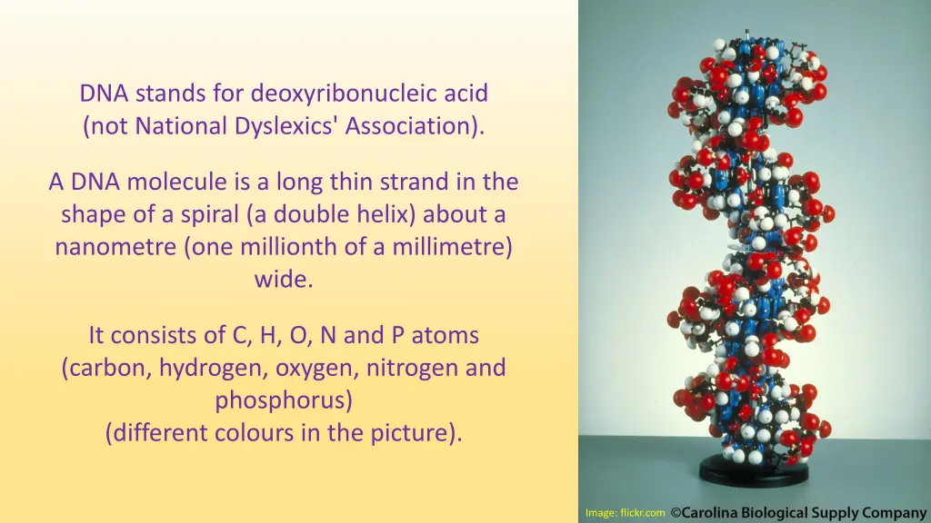 dna stands for deoxyribonucleic acid not national
