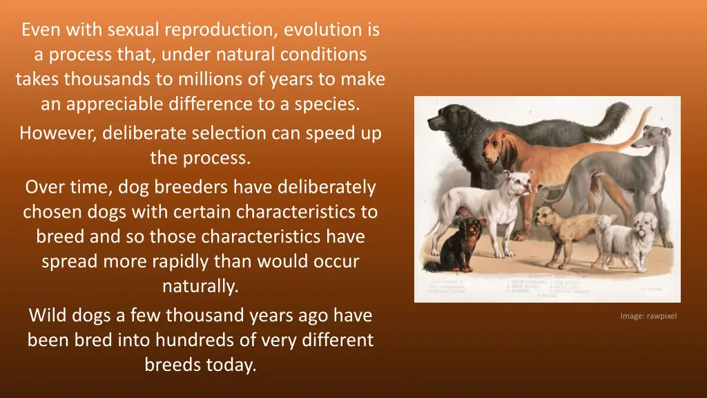 even with sexual reproduction evolution