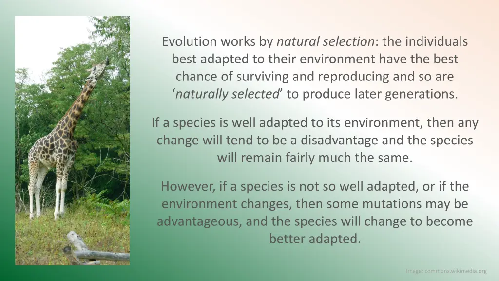 evolution works by natural selection