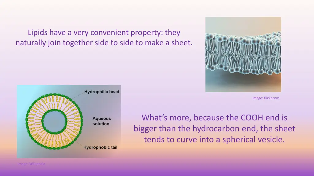 lipids have a very convenient property they