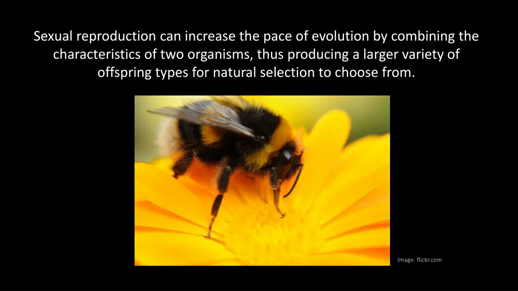 sexual reproduction can increase the pace