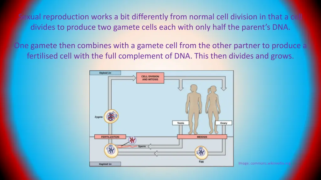 sexual reproduction works a bit differently from