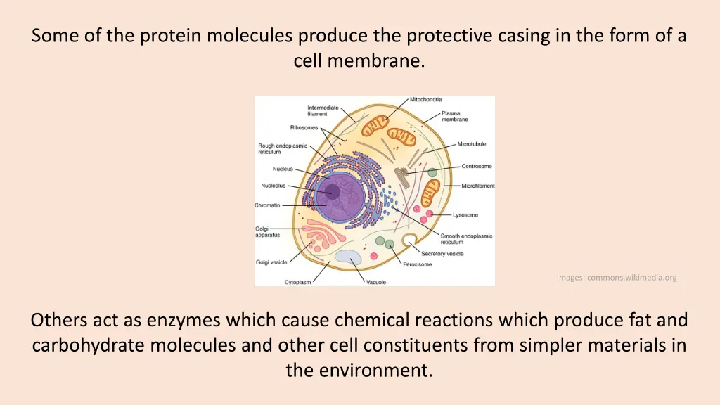 some of the protein molecules produce