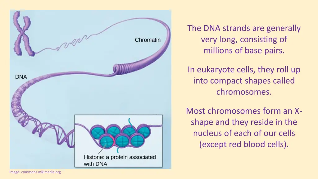 the dna strands are generally very long