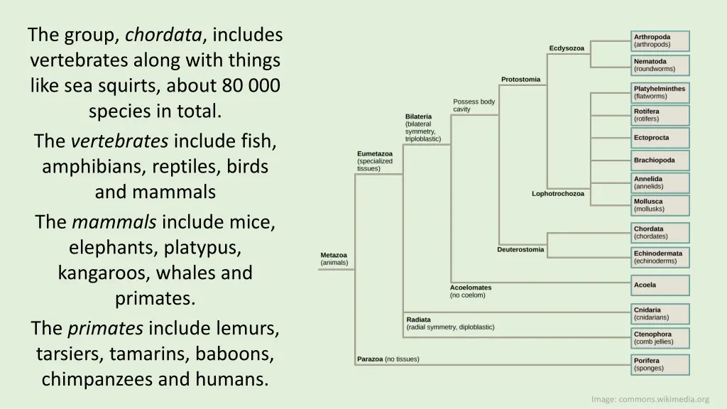 the group chordata includes vertebrates along