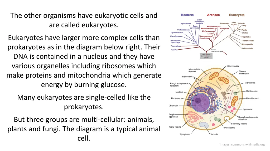 the other organisms have eukaryotic cells