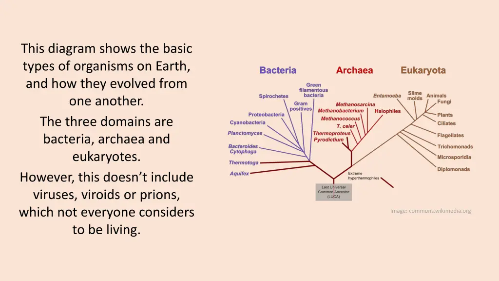 this diagram shows the basic types of organisms