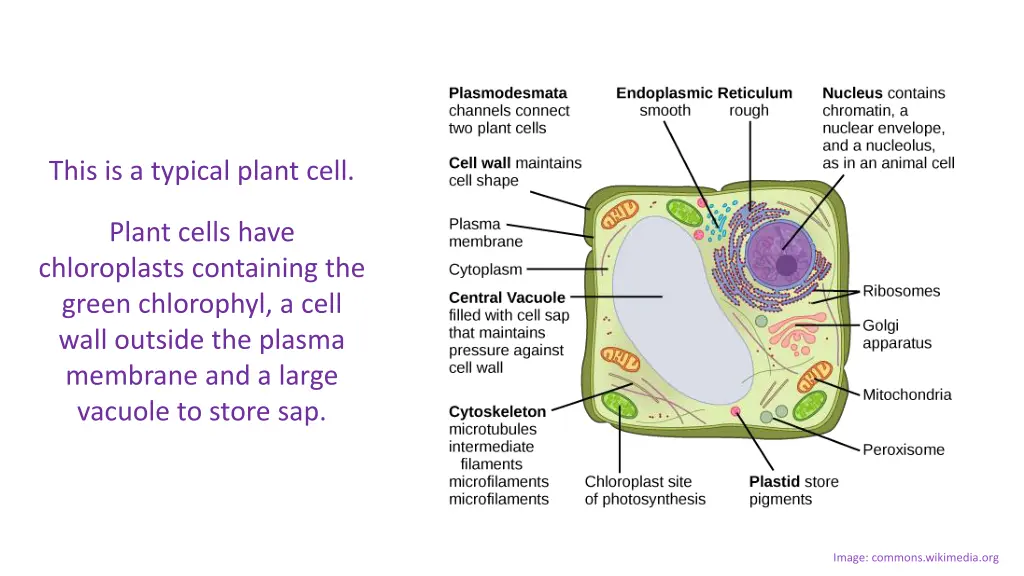 this is a typical plant cell