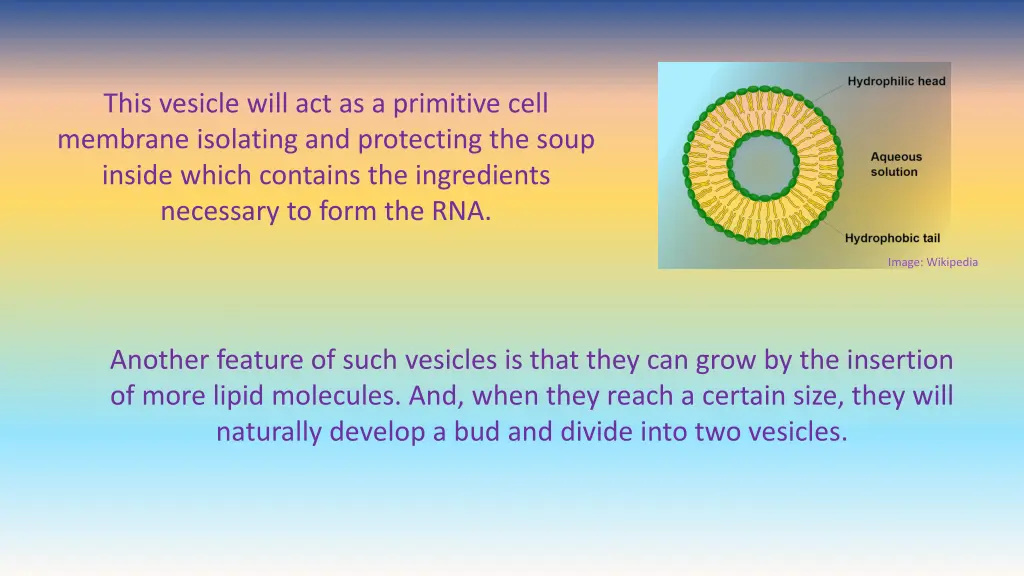 this vesicle will act as a primitive cell
