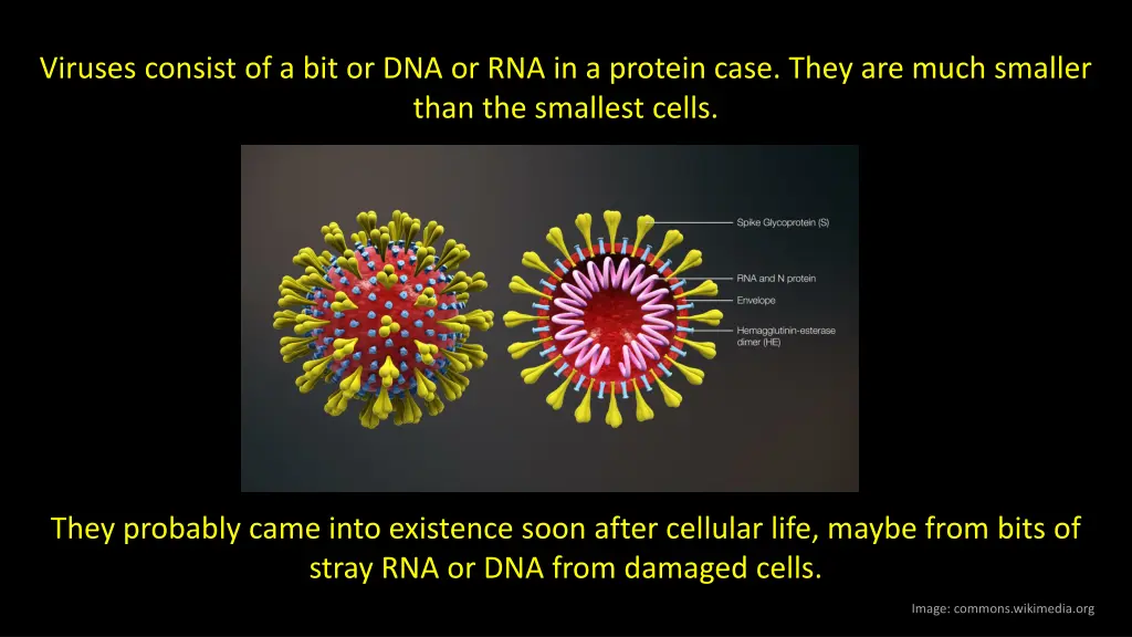 viruses consist