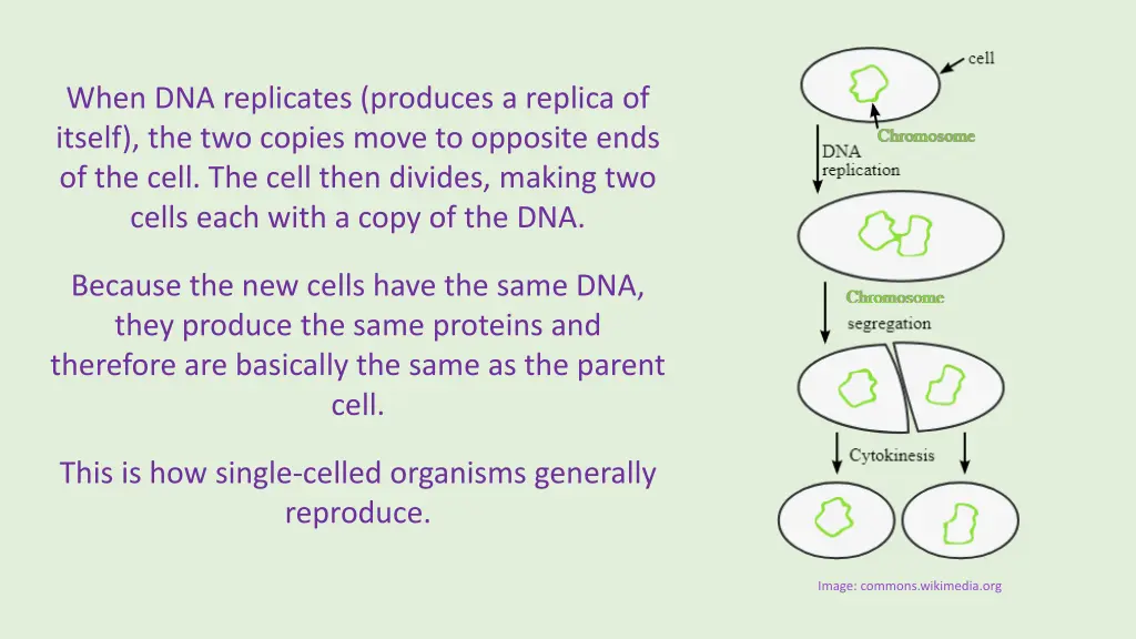 when dna replicates produces a replica of itself
