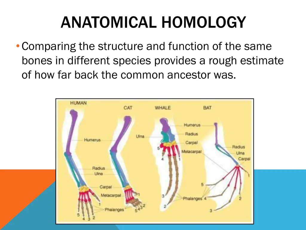 anatomical homology