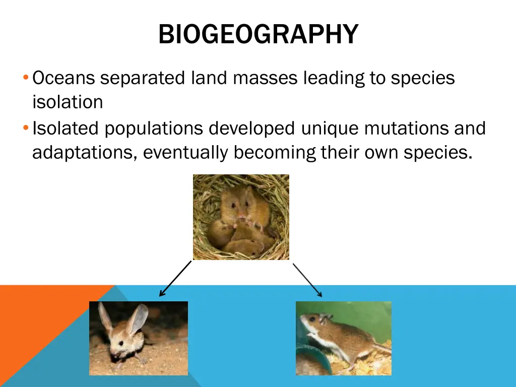 biogeography 1