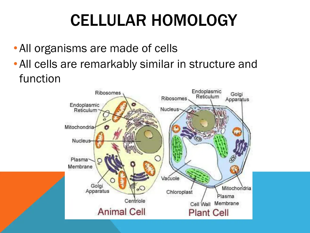 cellular homology