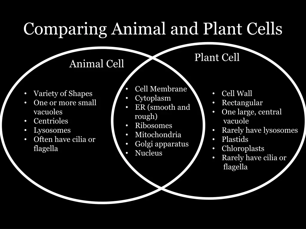 comparing animal and plant cells