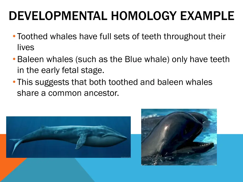 developmental homology example