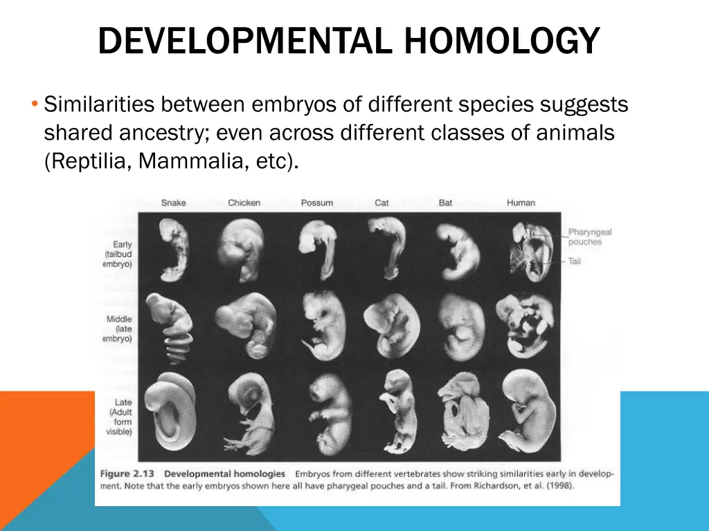 developmental homology