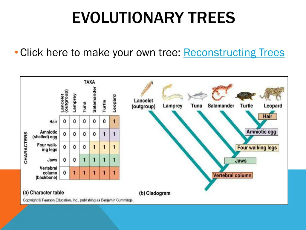 evolutionary trees 2