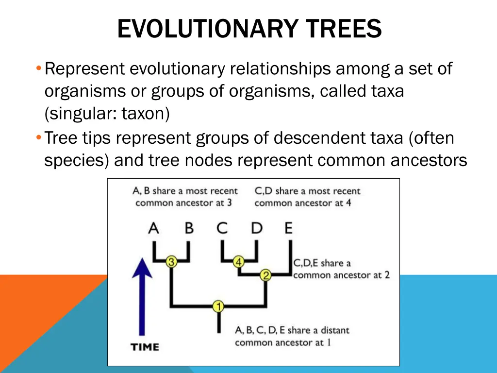 evolutionary trees