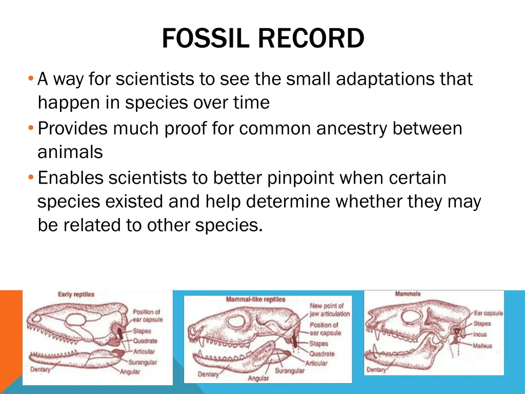 fossil record