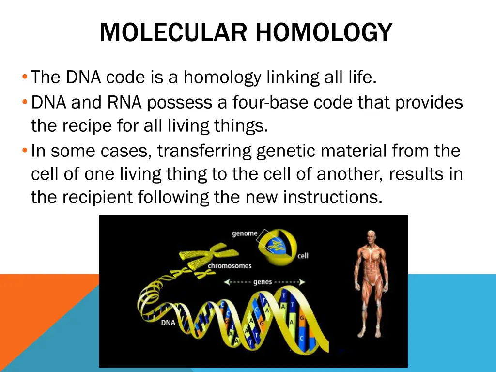 molecular homology