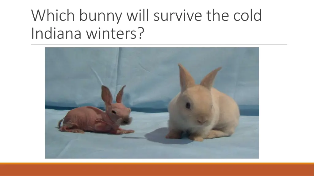 which bunny will survive the cold indiana winters