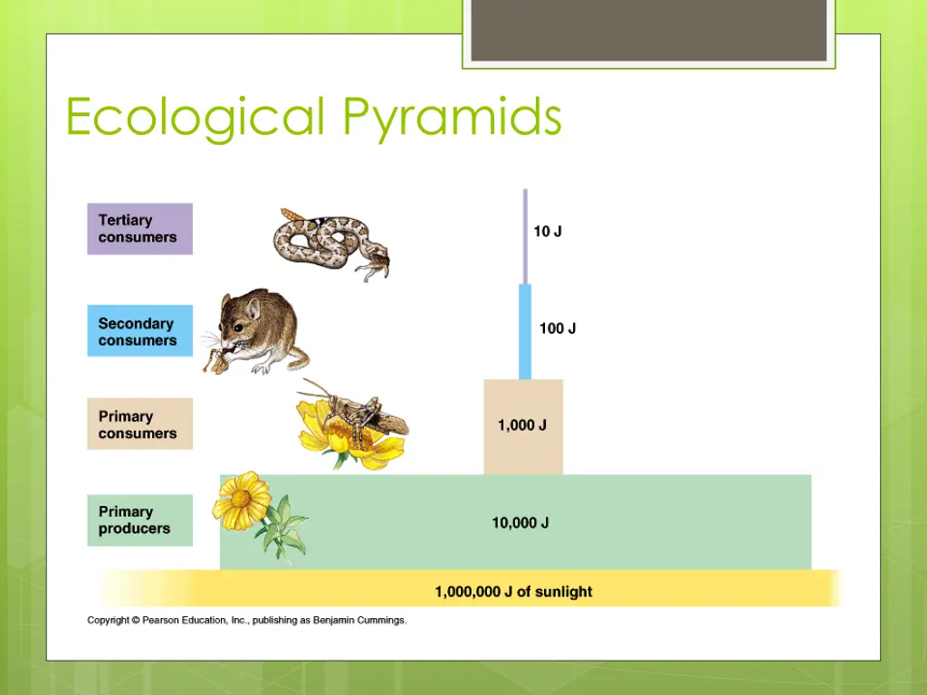 ecological pyramids 1
