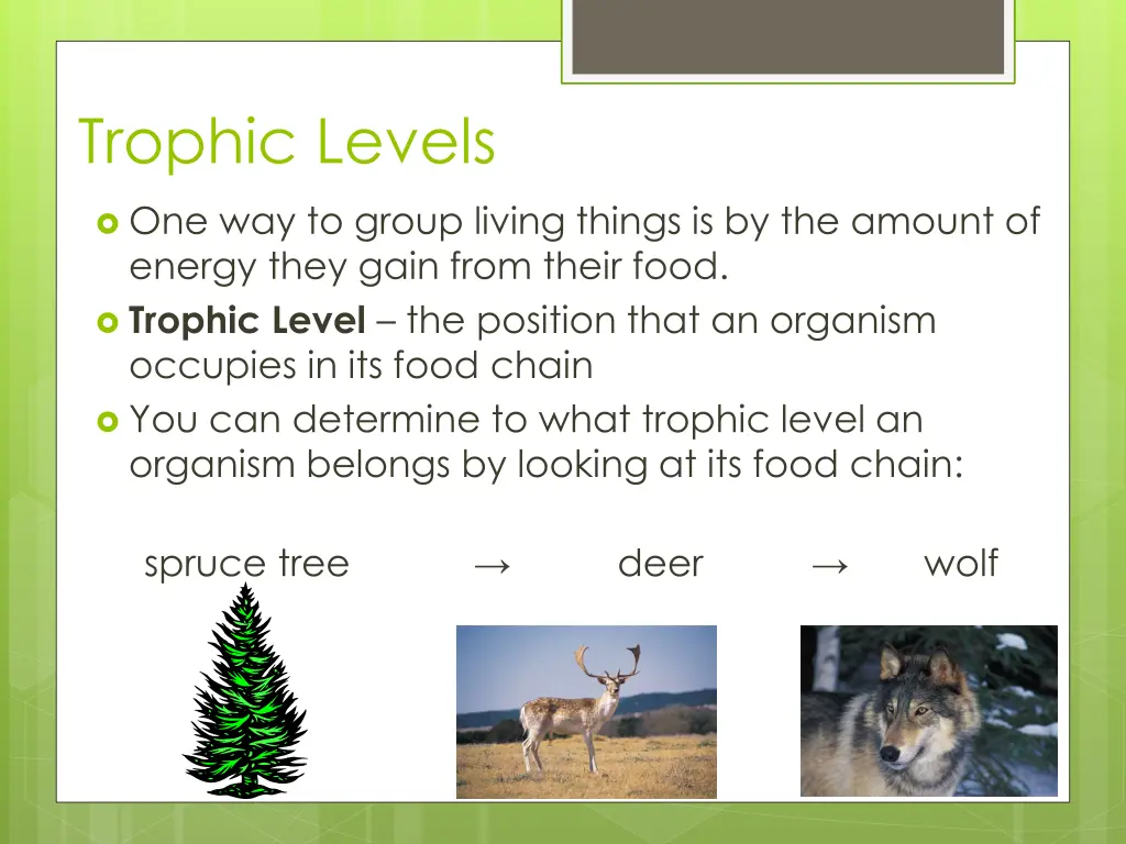 trophic levels