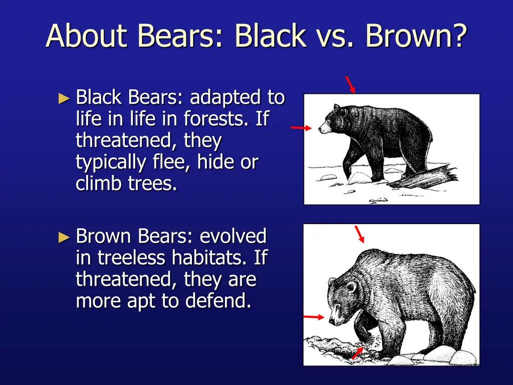 about bears black vs brown