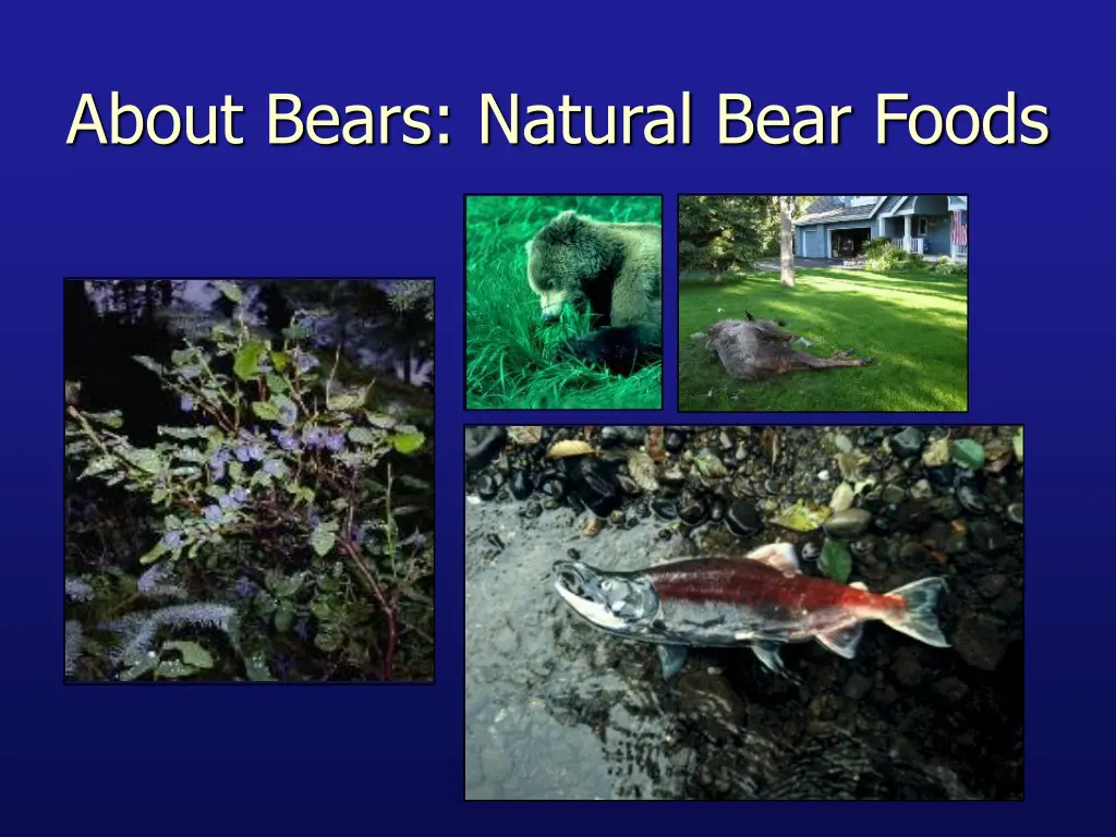 about bears natural bear foods