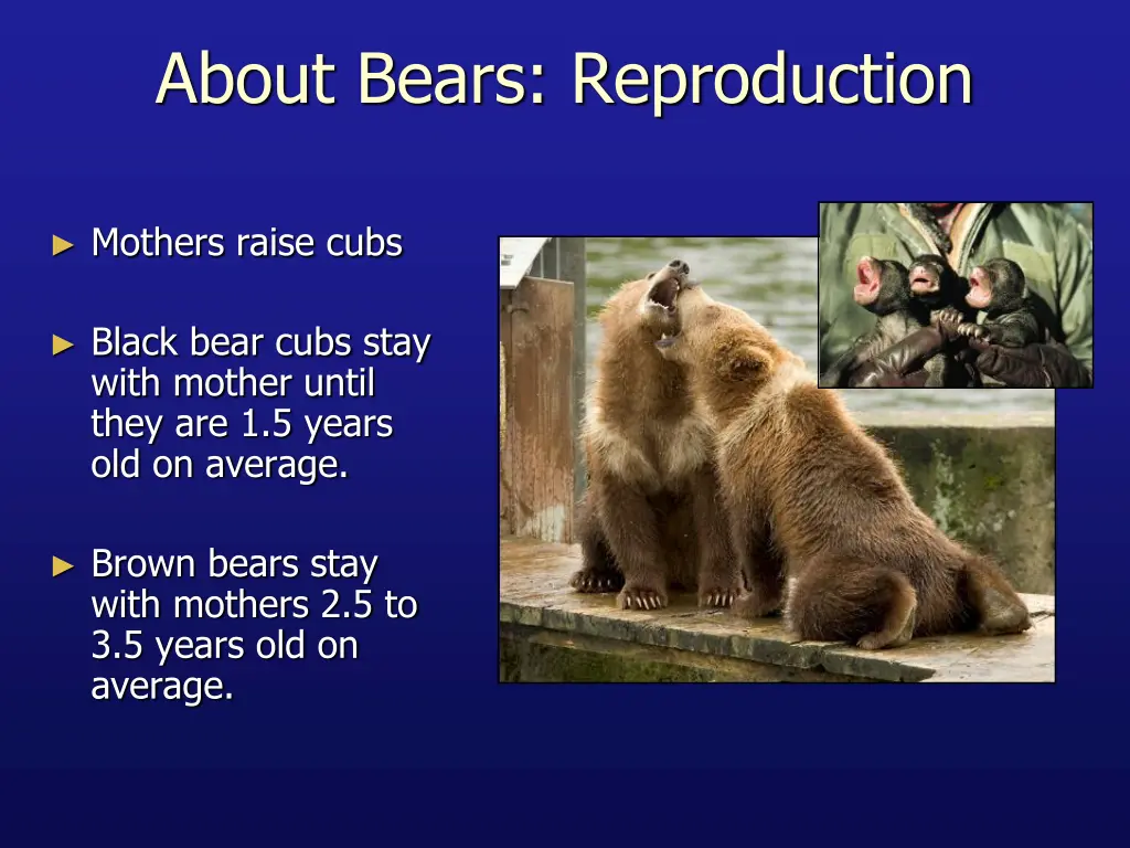 about bears reproduction
