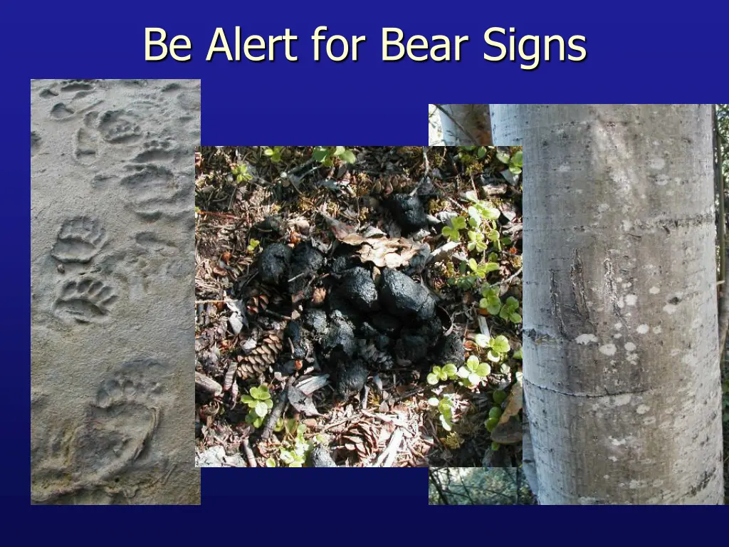 be alert for bear signs