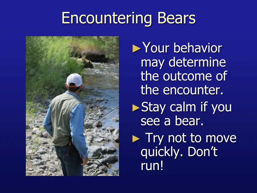encountering bears
