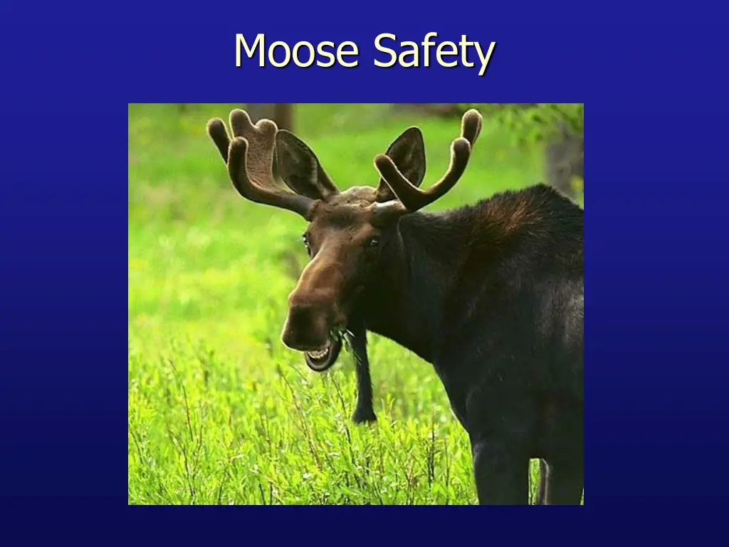 moose safety