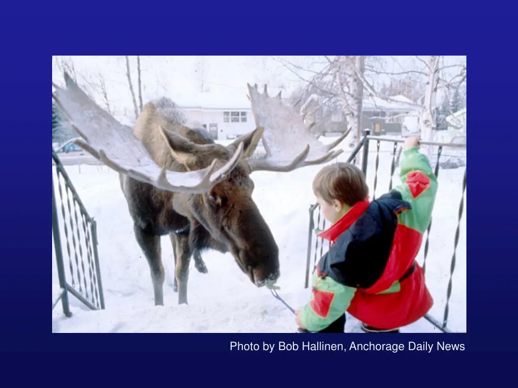 photo by bob hallinen anchorage daily news